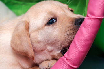 The little blonde Labrador puppy is nibbling on the green-colored play tunnel. - obrazy, fototapety, plakaty