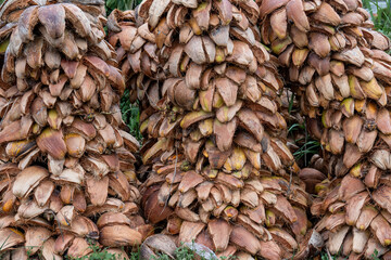 Dried coconut husks for further processing into charcoal