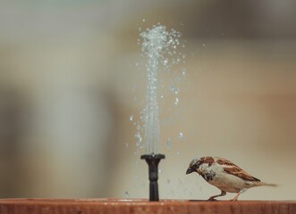 sparrow eating with water fountain and swimming with blurred background