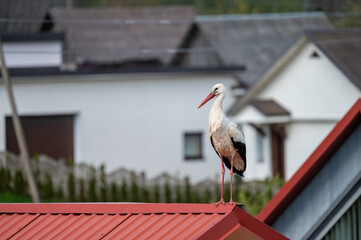 Stork on the roof of the house
