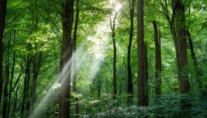 Obraz premium Capture the serene dance of sunlight filtering through a dense forest canopy, illuminating the emerald hues of the leaves below.