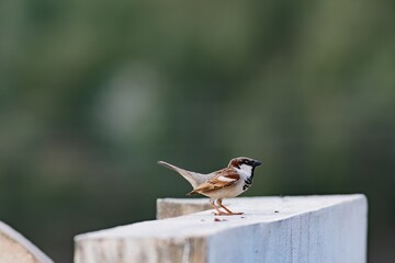 male sparrow sitting on the wall