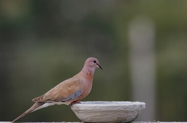 dove sitting and eating with blurred background