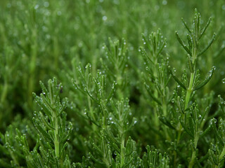 雨の日の公園の新緑の森の風景