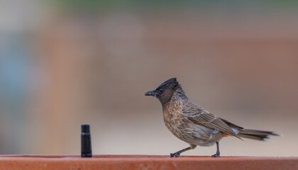 bulbul bird swimming in water and taking a bath