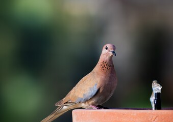 dove sitting and eating with blurred background