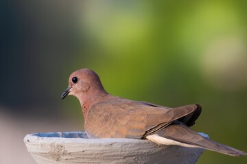 dove sitting and eating with blurred background