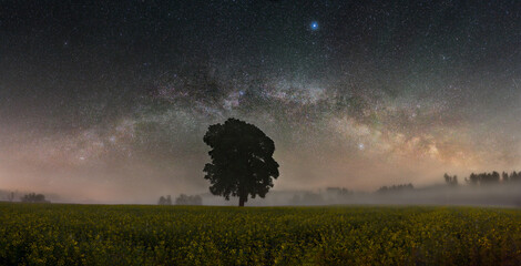 Milky way over solitaire tree in dreamy mood during night