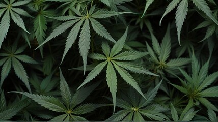 bush marijuana on blurred background. bush cannabis. Can be used as wallpaper background. - obrazy, fototapety, plakaty