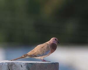 dove sitting and eating with blurred background