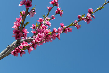 Peach blossom in spring. Pink Peach Flowers Blooming on Peach Tree in Blue Sky Background,...
