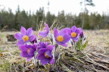  Large purple blooms of the Eastern pasqueflower (Pulsatilla patens) also known as the cutleaf anemone blooming in Estonian nature during early spring - 793656606