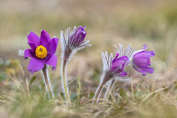 Large purple bloom and buds of the Eastern pasqueflower (Pulsatilla patens) also known as the cutleaf anemone blooming in Estonian nature during early spring - 793656813