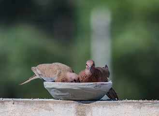 two laughing doves eating and looking at the camera with blurred background