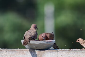 two laughing doves eating and looking at the camera with blurred background