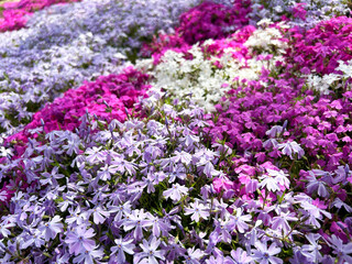 Obraz premium カラフルな芝桜
