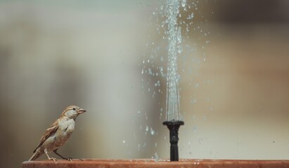 sparrow eating with water fountain and swimming with blurred background