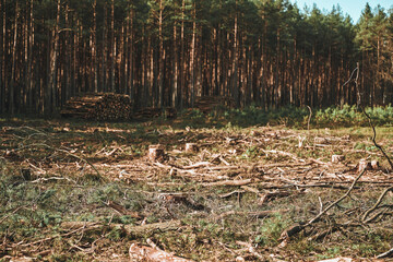 Pine Tree Trunks. Impact on Biodiversity and Ecological Damage