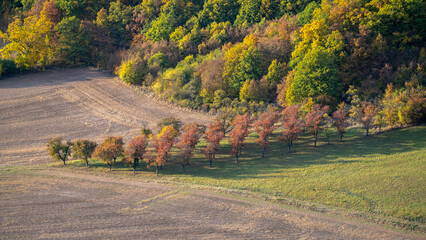 Earial photo of fruit orchad and forrest during autumn