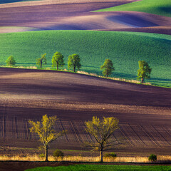 Chestnut tree alley in Moravian Tuscany
