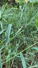 Green Grasshopper Perched on a Blade of Grass