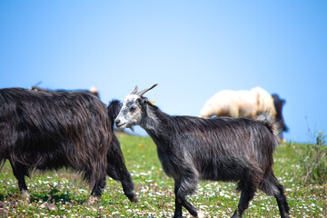 Goats on green meadows. Goats on blue sky background. Animal. Farming. No people, nobody.