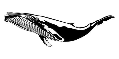 Vector illustration of a whales . dolphin silhouette isolated on white background. - obrazy, fototapety, plakaty