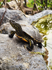 Fototapeta premium Europäische Wasserschildkröte auf einem Felsen