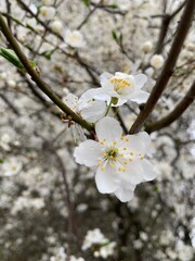 Flowering tree