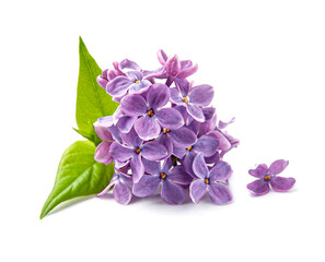 Twig of purple lilac flowers on white backgrounds - obrazy, fototapety, plakaty