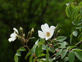 Obraz na płótnie Canvas white Rosa lowers in the forest