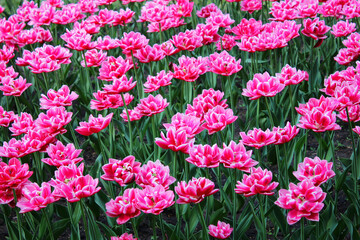 Background pink tulips flowering field pattern. Macro of purple tulip flowers meadow. Many pink...