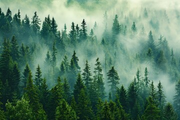 Serene forest of pine trees with misty morning fog, creating a sense of mystery and tranquility in the background