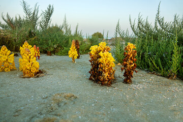 Broomrape Cistanche phelypaea (Orobanchaceae) parasitize on the roots of shrubs and small shrubs....