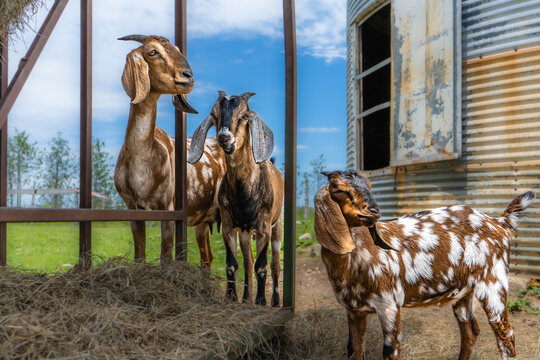Spotted Goats, Farm Field on Cloudy Day