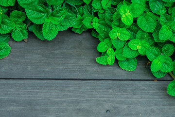Green mint leaves on an old wooden floor - obrazy, fototapety, plakaty