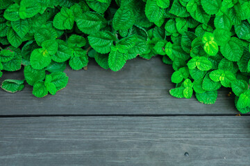 Green mint leaves on an old wooden floor - obrazy, fototapety, plakaty