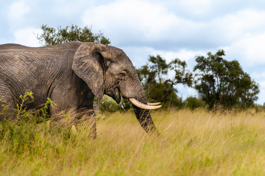 Kruger Elephant Stroll, Gentle Giant Amidst the Wild