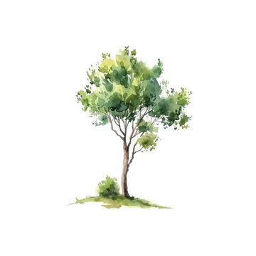 Vector watercolor green tree or forest side view isolated on white background for landscape and architecture drawing,elements for environment or garden,botanical element for exterior 