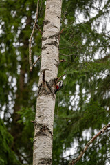 Great spotted woodpecker sitting on birch tree