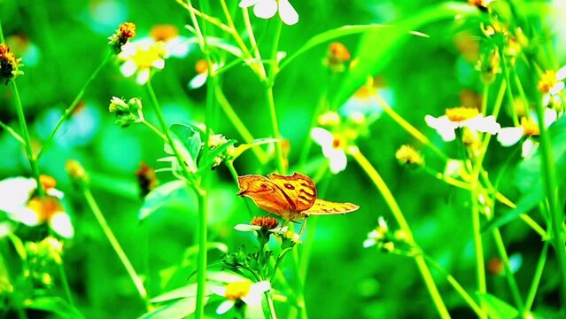 4K flower and butterfly flower butterfly flower butterfly