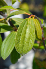Fototapeta na wymiar Davids viburnum leaves