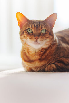 Bengal cat looking at camera. Closeup portrait, white home background.