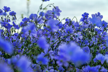 Long-stalked flax (Linum usitatissimum) blooms massively in large areas of dry steppe. Northern Black Sea Region. It gives fiber (industrial plant), oil (including for artists), therapeutic Semen Lini