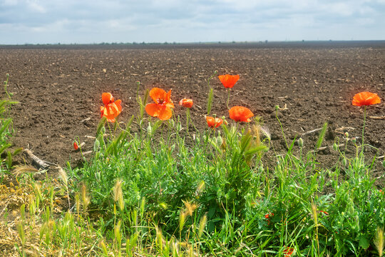 Edge of field field with wild cereals, red poppies and delphinium