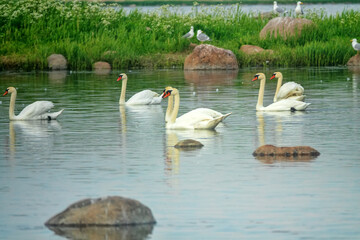 Mute swans (Cygnus olor) in Baltic sea. Males take graceful attractive poses, but... in this way...