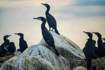 Great cormorant sits at the top on a huge boulder on the shore against the background of the...