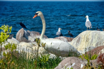 A mute swan (Cygnus olor, male) among the sea islands, in a colony of seabirds. Baltic sea