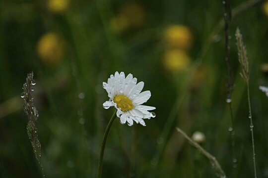 white field chamomile with raindrops in the field