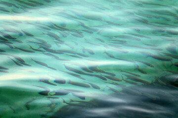 Fototapeta na wymiar A flock of fish (fish school) under the rippling surface of the sea
